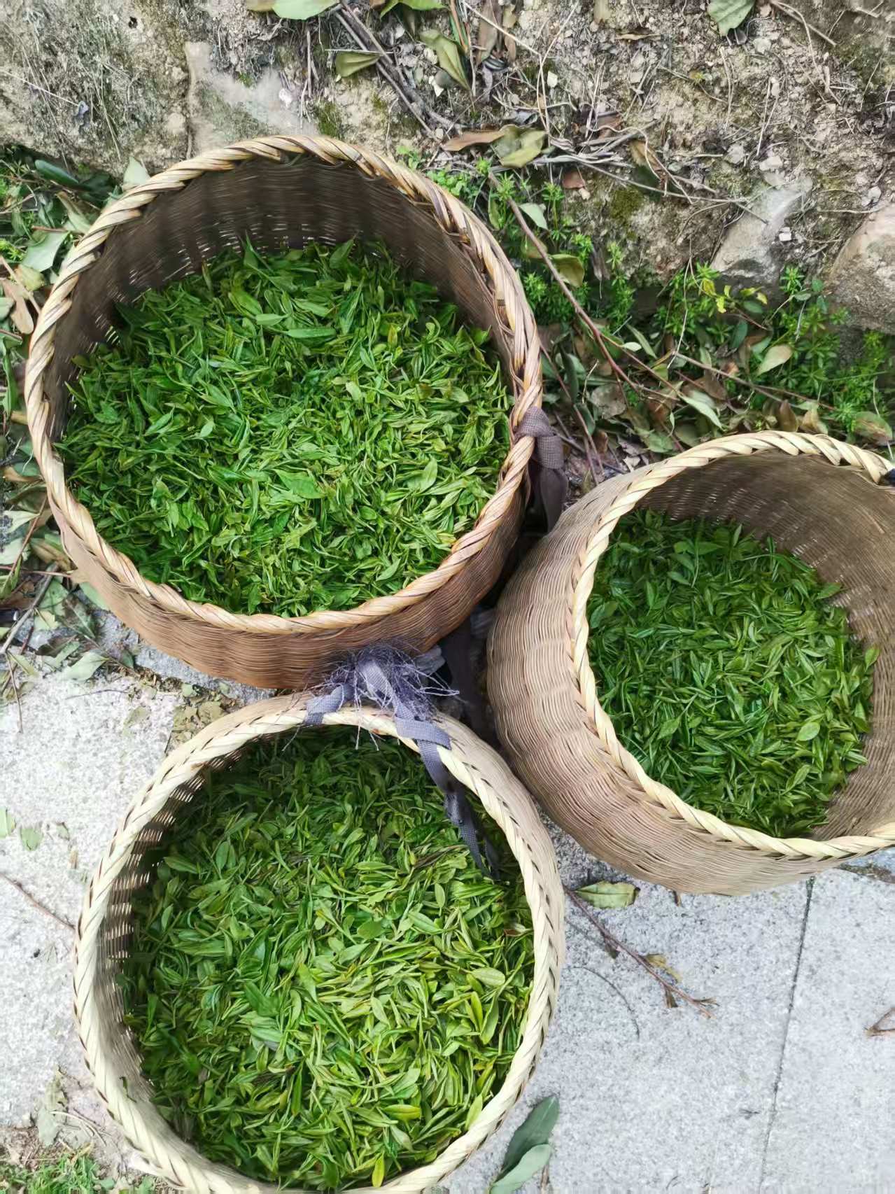 Premium Dragon Well Green Tea - First Taste Gift Box – 100g