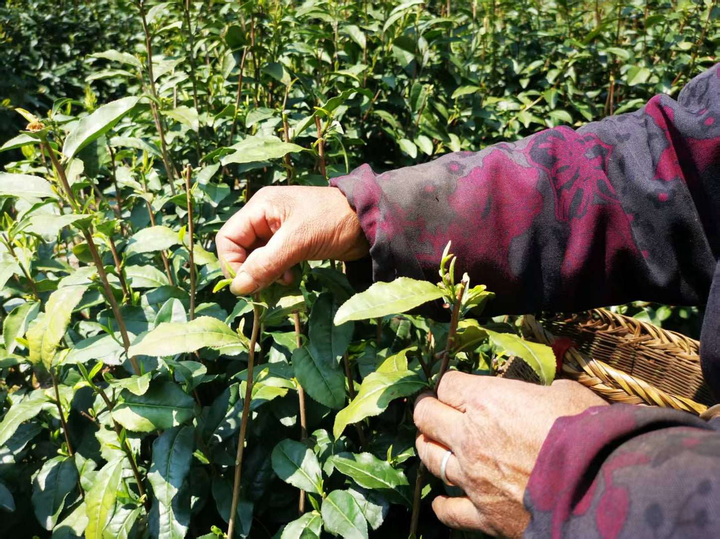 Premium Dragon Well Green Tea - Best for Daily Use -250g